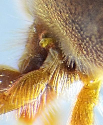 Réf. 321 092 : Allothrombium sp.